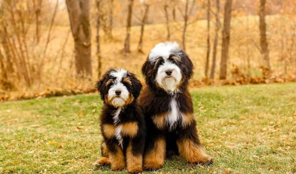 Bernedoodle puppies